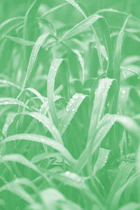 Full frame shot of wet plant