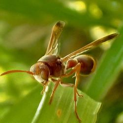 Close-up of insect on plant