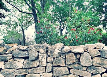 Plants growing on a wall