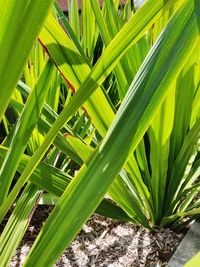 Close-up of fresh green plant