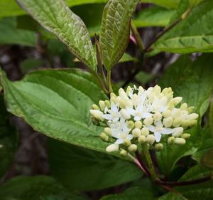 Close-up of flower blooming outdoors