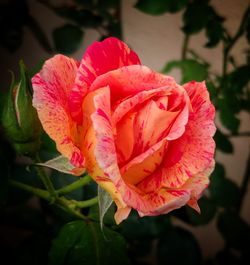 Close-up of pink rose