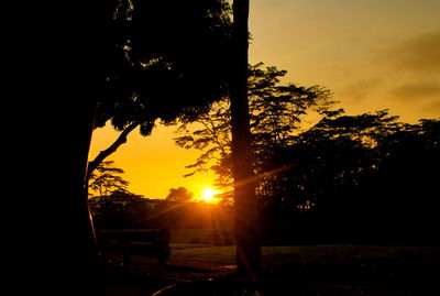 Silhouette of trees at sunset