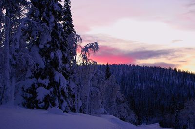 Scenic view of snow covered landscape