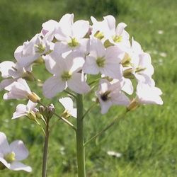 Close-up of white flowers