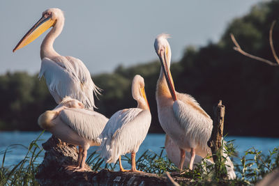 Flock of birds perching on plant