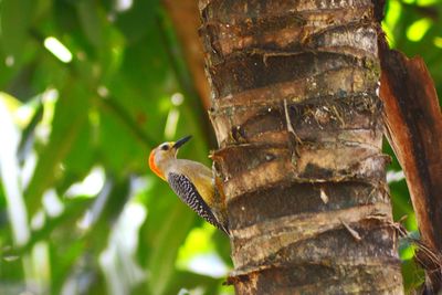 Close-up of bird perching on tree