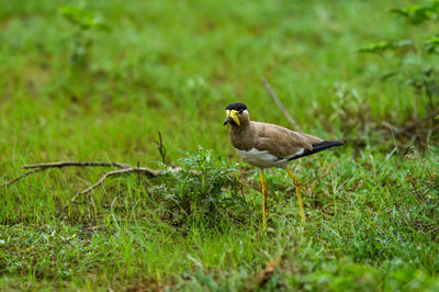 Bird perching on grass