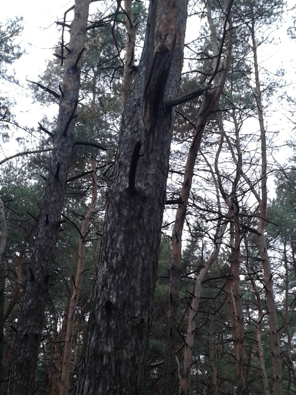 tree, plant, branch, nature, low angle view, no people, tranquility, day, beauty in nature, growth, sky, tree trunk, trunk, bare tree, outdoors, forest, land, water, woodland, non-urban scene, leaf, tranquil scene, scenics - nature