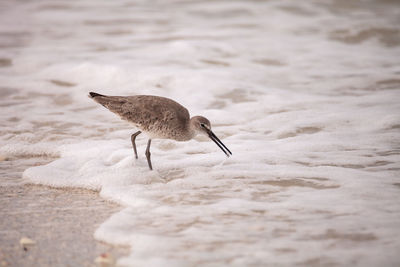 Bird on beach