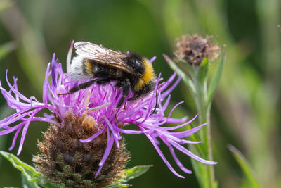 Macro shot of a bumblebee pollinating a common knapweed  flower
