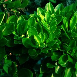 High angle view of fresh green plant