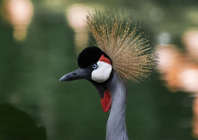 Close-up of a bird