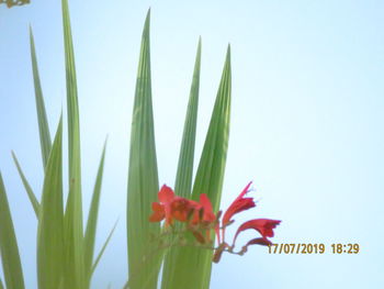 Close-up of red flowering plant against clear sky