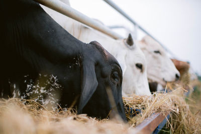 Cows in a farm