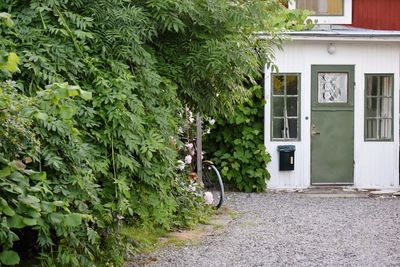 Trees and plants growing outside house