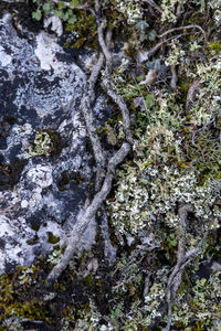 Full frame shot of moss growing on rock