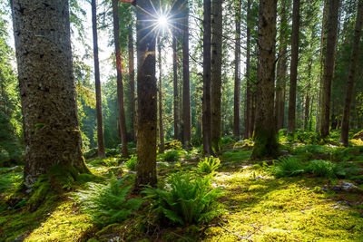 Trees in forest