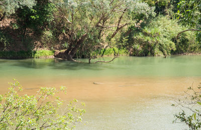 Scenic view of lake in forest