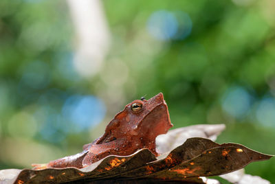 Close-up of south american common toad on leaf