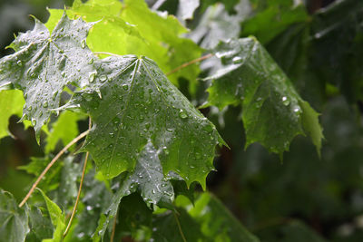Close-up of raindrops on leaves during rainy season