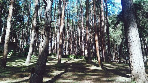 Trees in forest