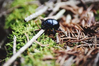 Close-up of insect on field