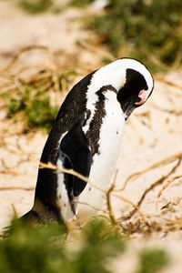 Close-up of bird in water