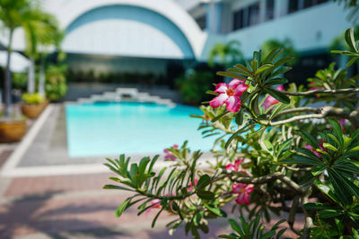 Pink flowering plants by swimming pool