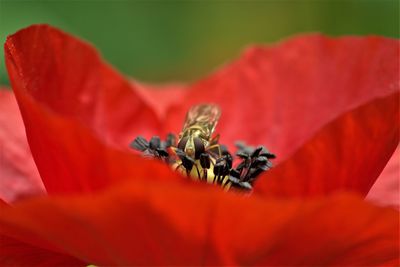 Close-up of insect on red flower