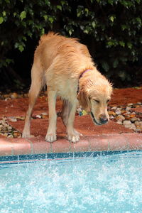 Dog standing at poolside against plants