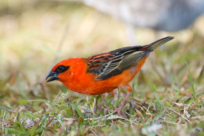 Close-up of a bird on field