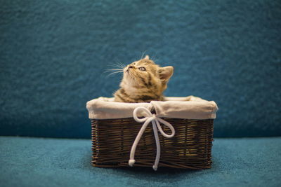 Portrait of cat sitting in basket