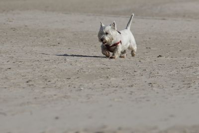 Dog running at beach