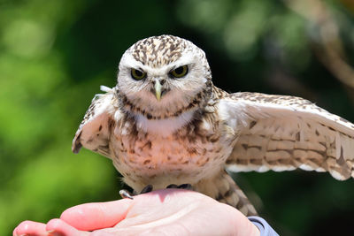 Close-up of a hand holding a bird