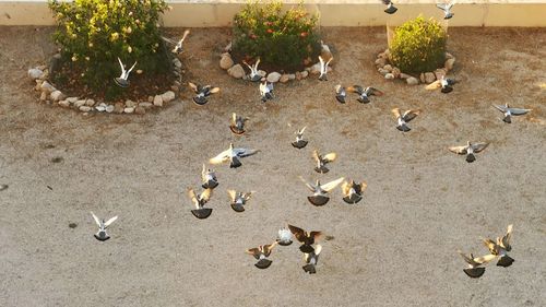 High angle view of pigeons on ground