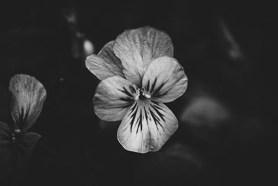 Close-up of flowers