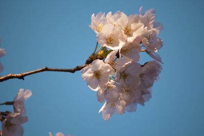 Low angle view of cherry blossoms against sky