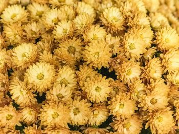 Full frame shot of yellow flowering plants