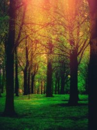 Trees in park