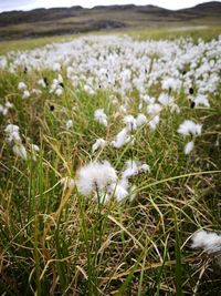 Close-up of white flowering plants on field