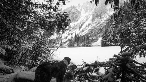 Dog on snow covered trees against sky