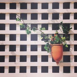 Plant growing in a room