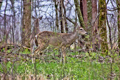 Side view of deer standing by trees in forest