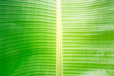 Full frame shot of palm leaves