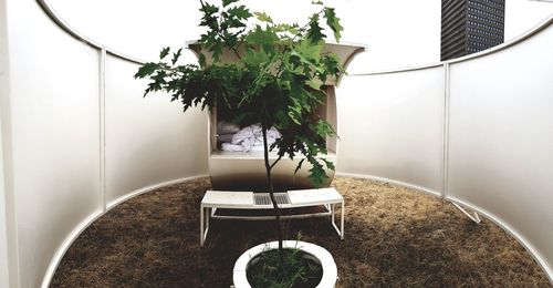 Potted plant on table