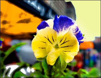 Close-up of yellow flower blooming outdoors