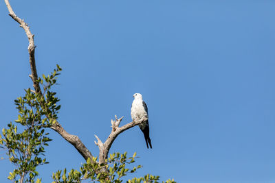 White and grey male swallow-tailed kite elanoides forficatus perches on a dead tree in sarasota