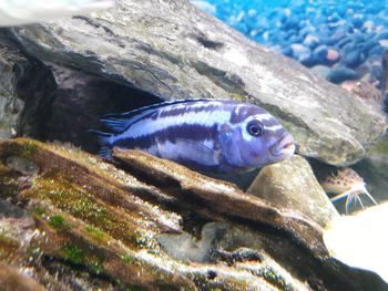 Close-up of fish underwater