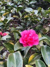 Close-up of pink roses blooming outdoors